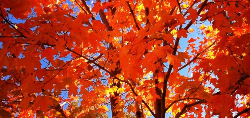Fall is Here, It’s Time for a Change:  How to Break those Unwanted Habits that are Keeping You from Accomplishing Your Goals